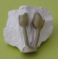 _Gusskrone_ _Gusskrone_